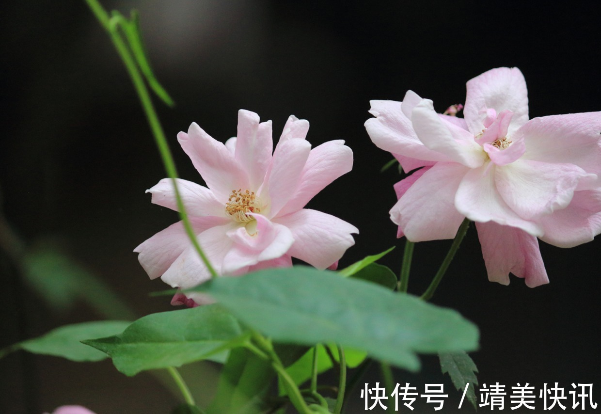 这花是一整座城的挚爱,现在正值花季,一朵就让人目眩神迷!