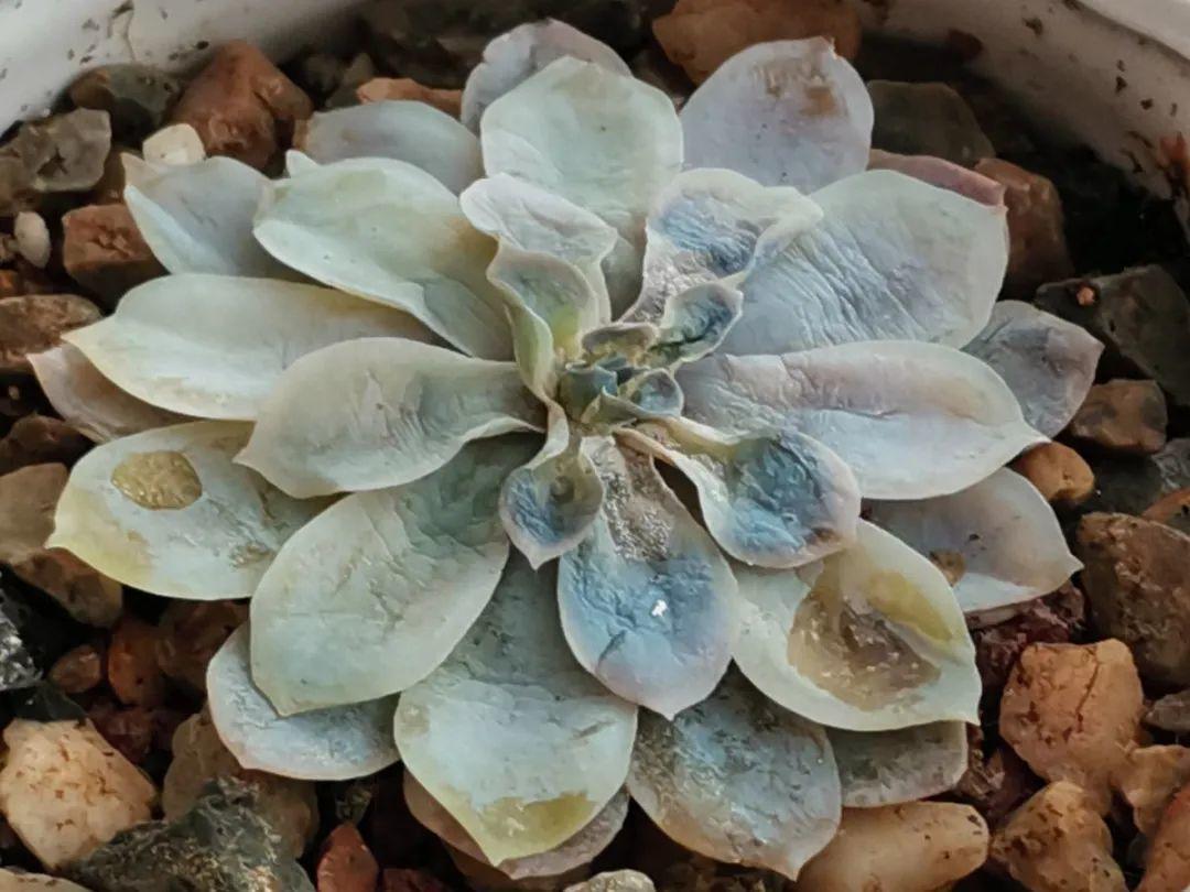 花苞|公认难养的花,养一盆死一盆,从来没有养活过!