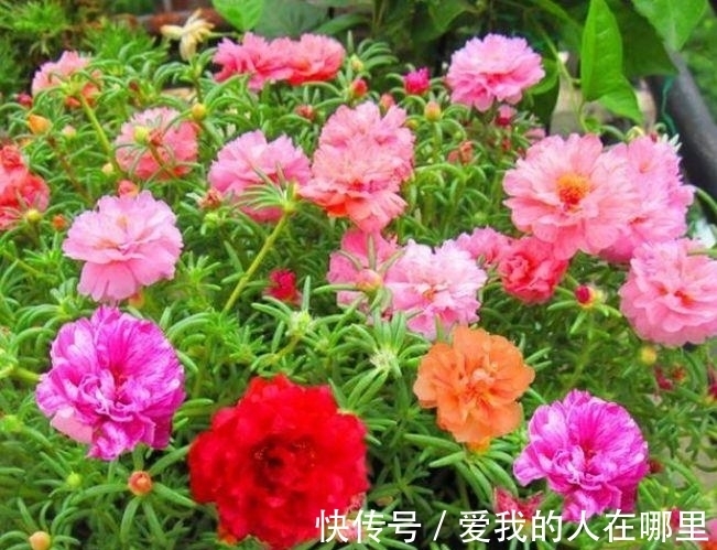 太阳花|4种花是花中劳模,一年四季开花不断,一盆千百朵,枝头花苞满