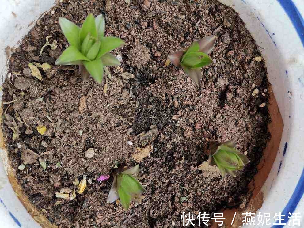 花友们|换盆之后的土,掺上一点“小东西”,土壤肥得流油