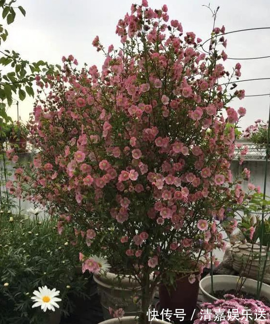 泡水|3种枝条泡水里,10天长根,一次开花100朵,水培成活率更高!