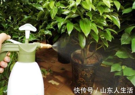 浇花|什么啤酒,白糖水,都不如几滴“它”,养花生根效果特别棒!