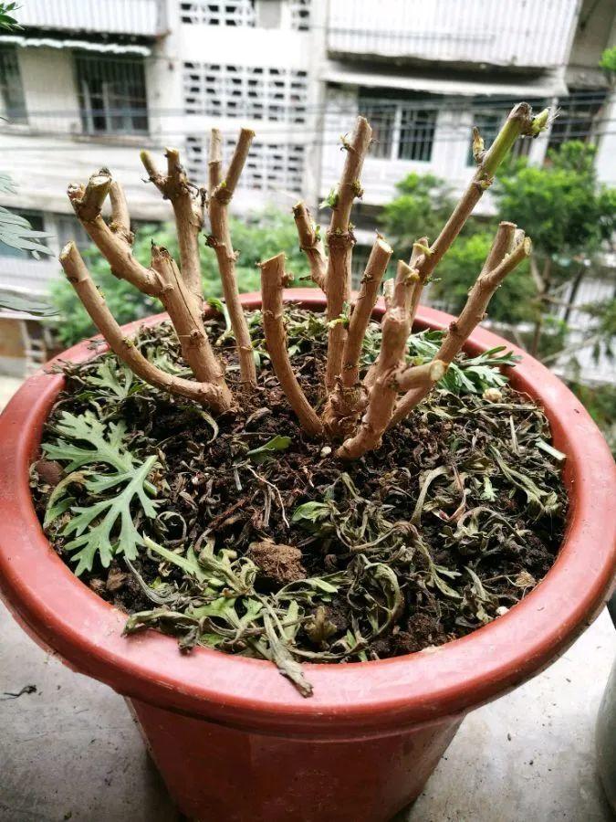 3种花,开败后狠心剪个秃头,下次开花会更猛!
