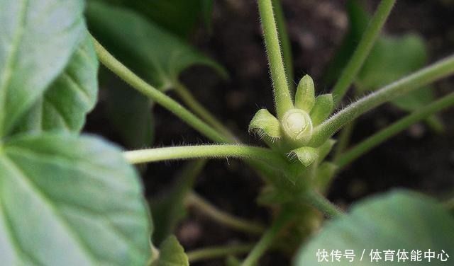 天竺葵“散漫无型”用上3个方法,不但株型优美,开花还格外多!