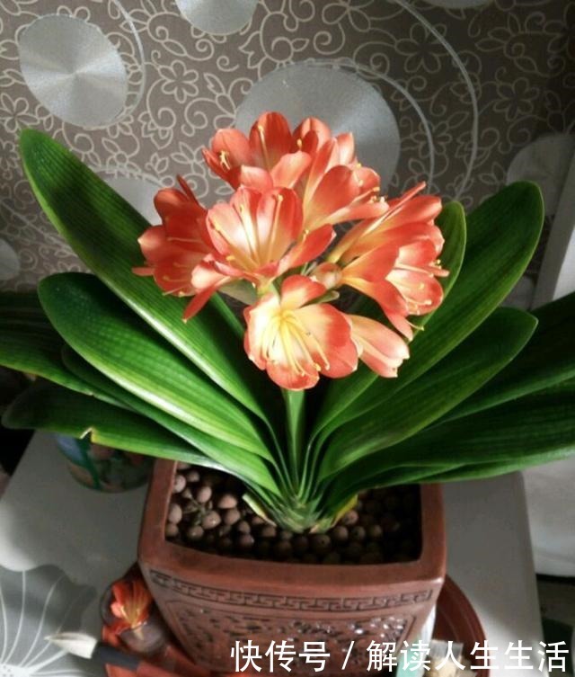 君子兰难养谨记这4点,轻松养出好状态!