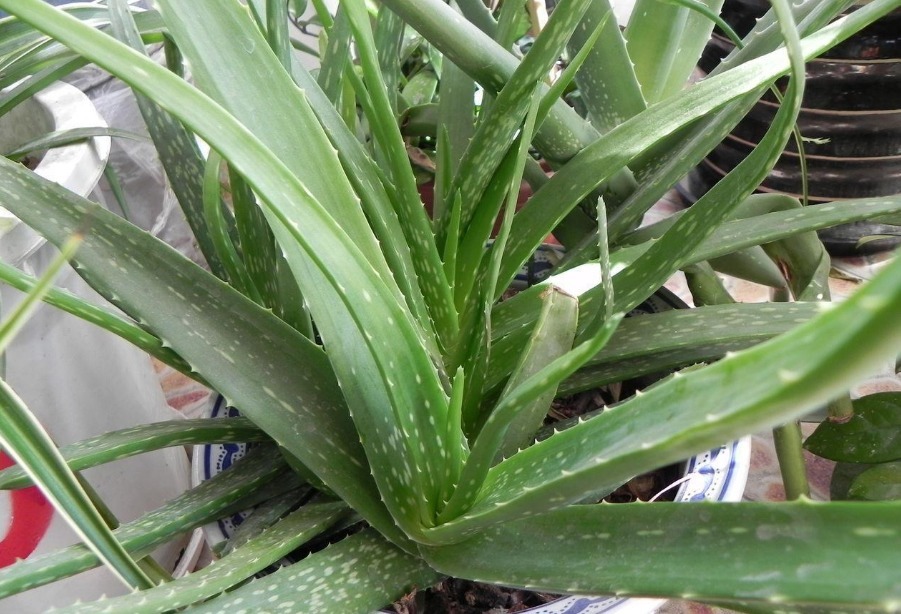 安置|养花人不可不知的知识盆栽此3款绿植,旺家旺人