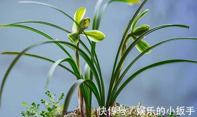 天气虽变冷,几种花卉也不能着急入室,你做对了吗