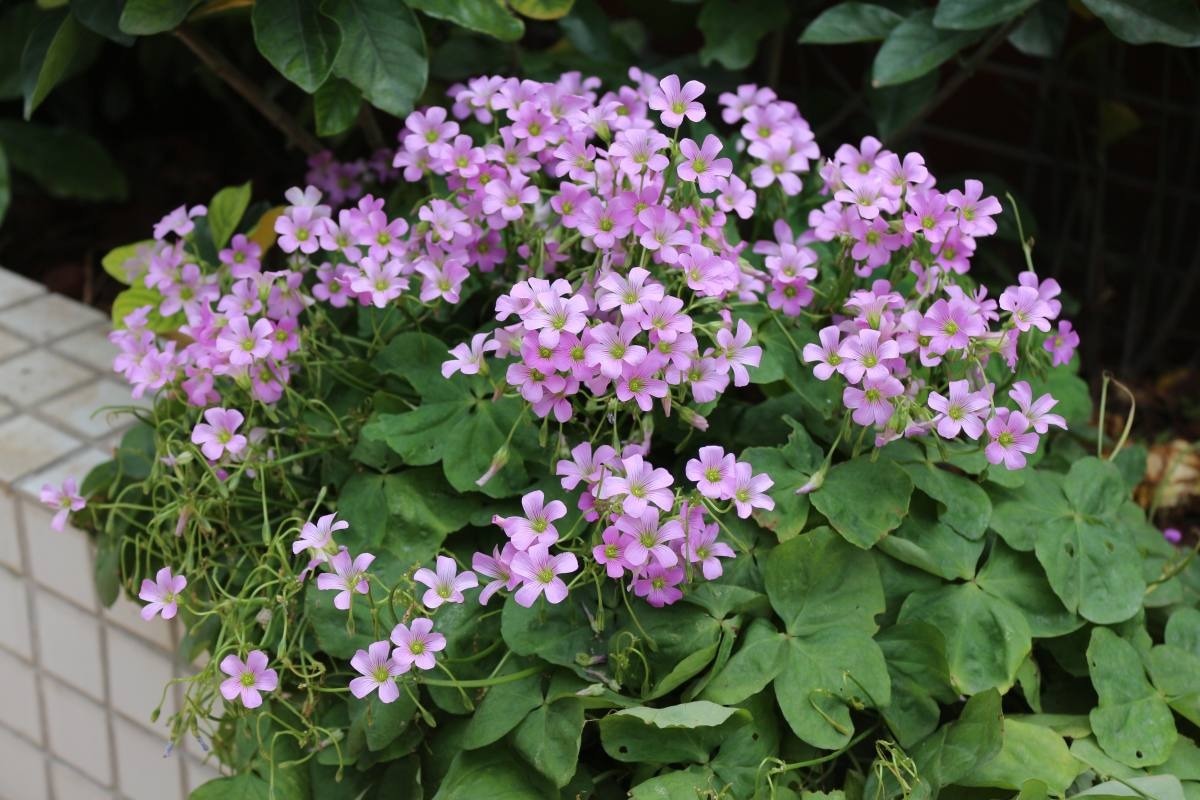 容易读错名字的花，每一种都常见，你中招了吗