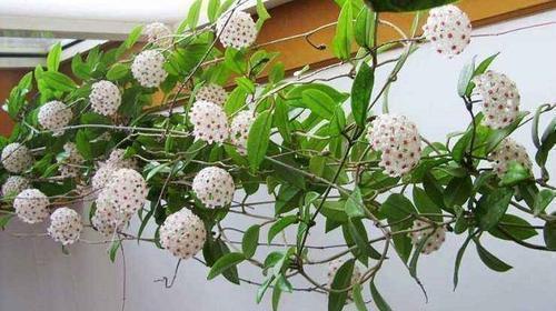 花墙|1种懒人花,丢水里就能活,爬满阳台开成花墙,值得拥有