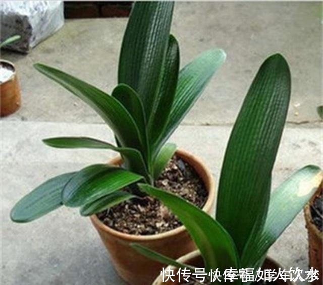 光合作用|养君子兰别整那些虚的!这么养,叶片绿油油,一年开2次花!
