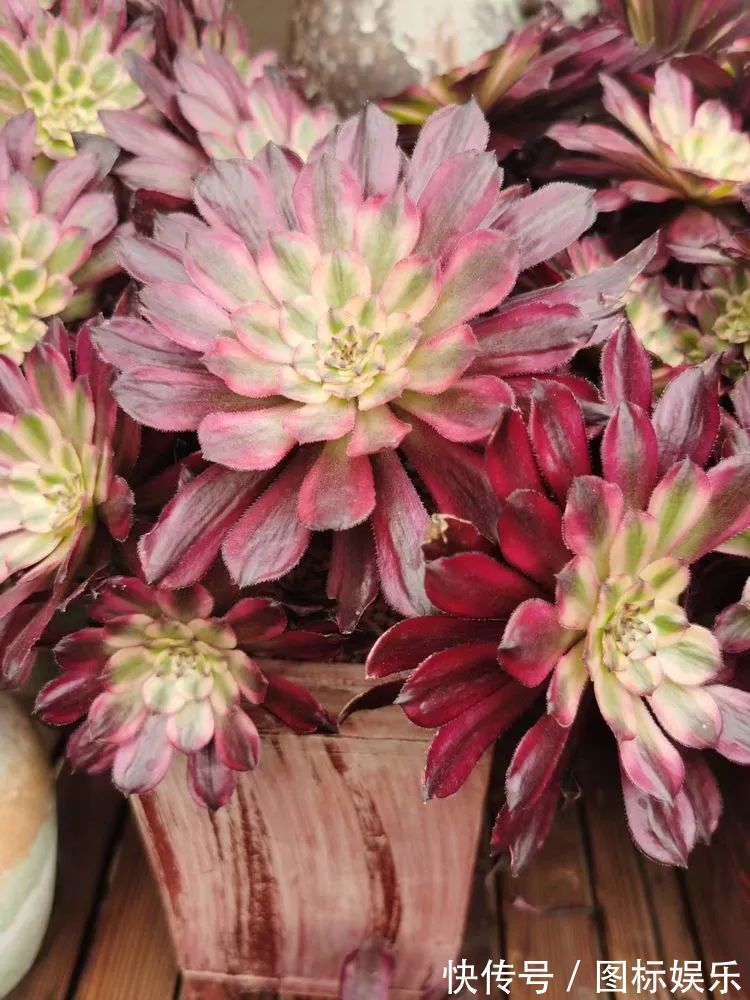 遇见，是一生！遇见多肉，是我的余生和全部！