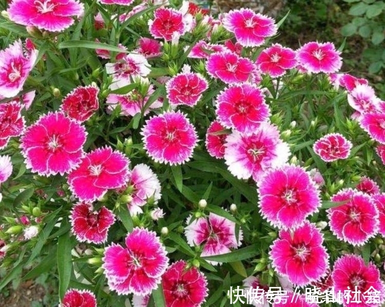 阳台就养4种花，扔土里就能开花，好养又漂亮，美爆了