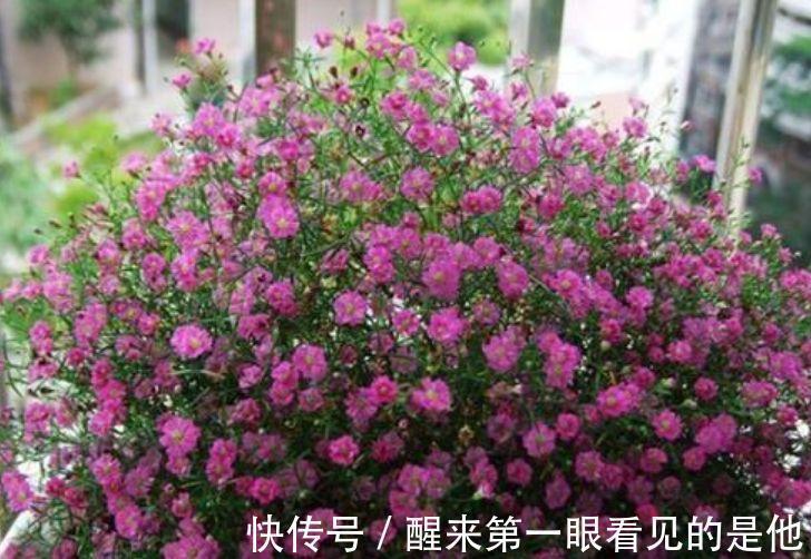 芹叶牡丹|养花就养这几款,全年开花不停,阳台养出小花园