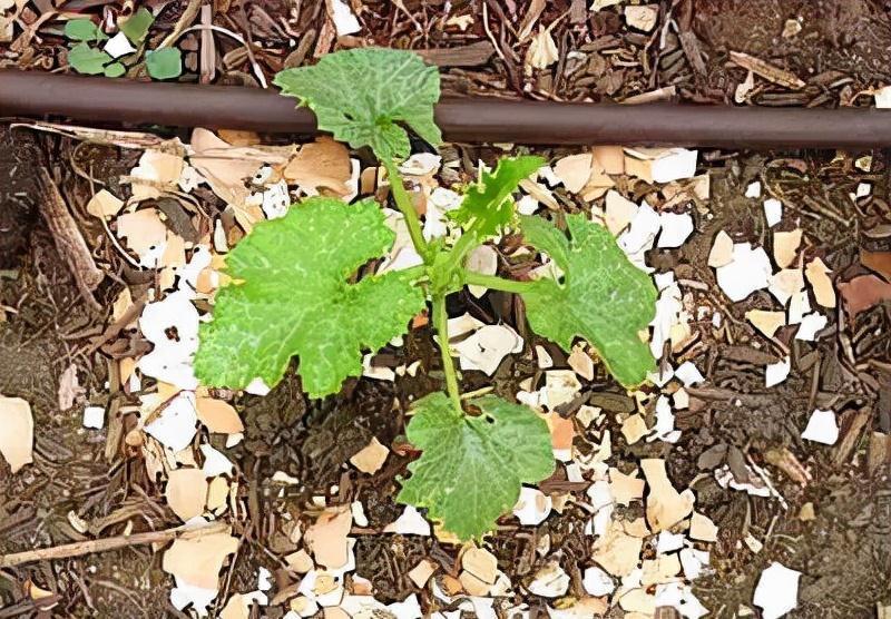 肥料|菜市场走一趟，0花费弄回半年的花肥，养花再也不用钱