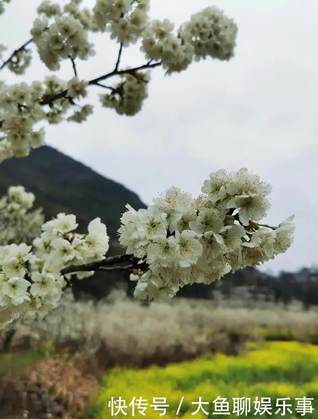 “云”赏花！镇宁李花樱花醉游客