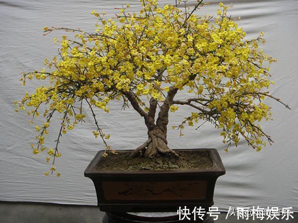 枝条|1种花,扦插就活,10天长根,能养成盆景,开成漂亮的“烟花”!