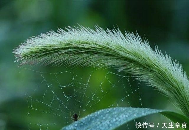 家里面|顽强的猫尾巴草,一个小草在我们的家里也是不错的盆栽,看看吧