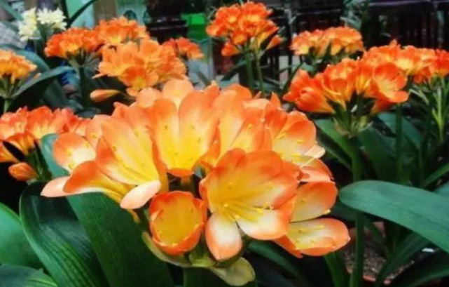 想要“君子兰”开花多、花期长、不夹箭，掌握几点就够了，美！