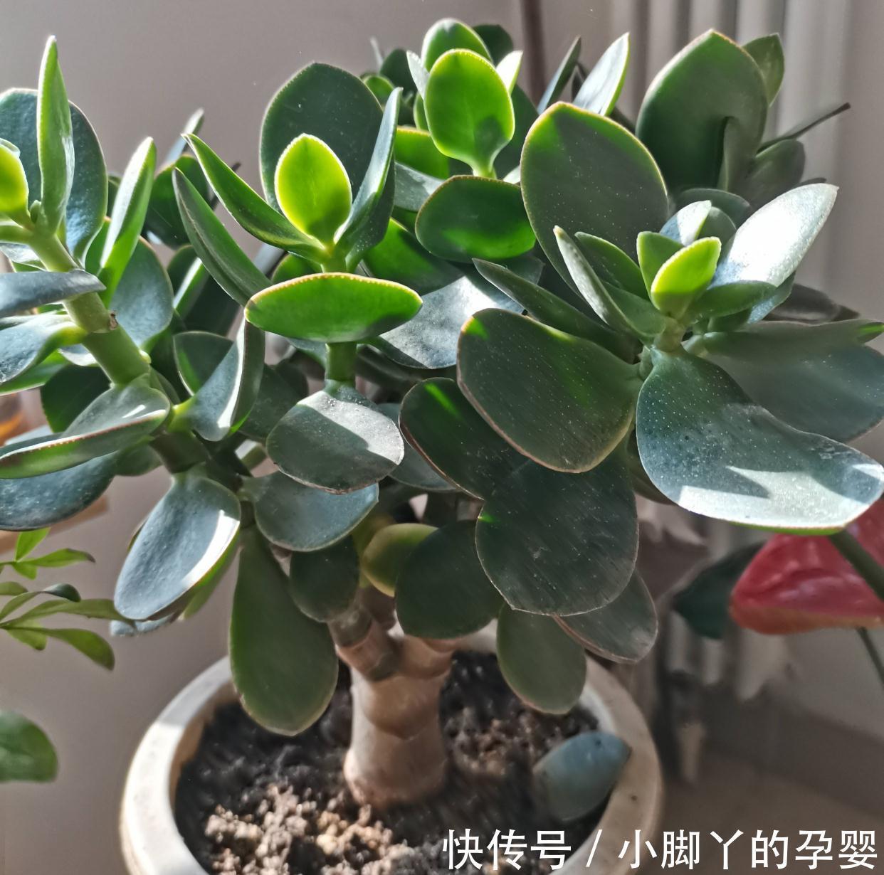 4种花,漂亮皮实又好养,用一片叶子也能扦插繁殖,绝了