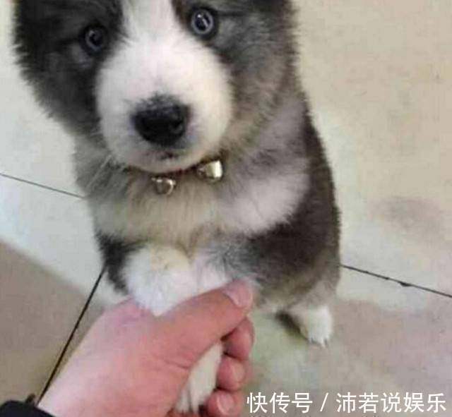 |搞笑外国人：冰薯条VS热薯片，哪个会是你喜欢的