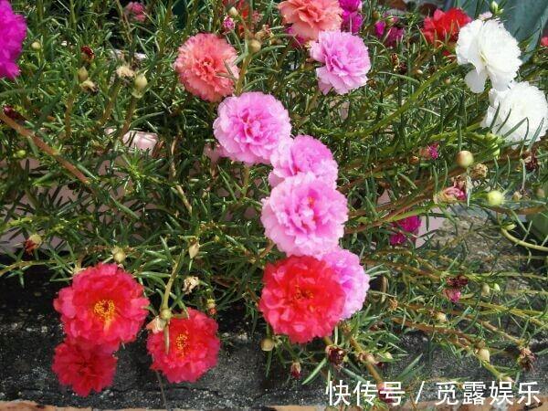 家有小院,养几种“不死花”,年年不用管,花开绚烂,延绵不断