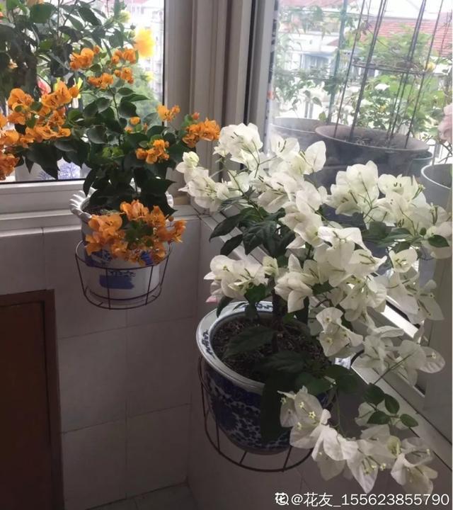 扦插|三角梅的养护大全摘光叶子，少浇水，使劲晒，开花爆满盆