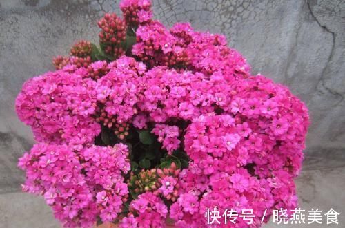 花苞|长寿花开花越来越少?2个方法催催它,蹭蹭冒出满枝花!