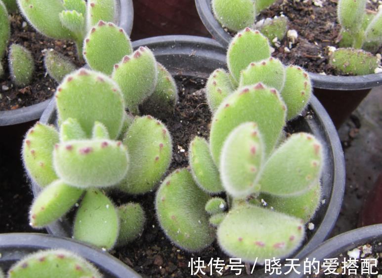 爆盆|养毛绒绒多肉熊童子,做到这4点,不掉叶,呼呼长爆盆