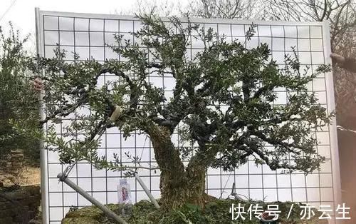 土壤|这5种绿植,养成盆景观赏价值高,注意这些技巧很快成老桩