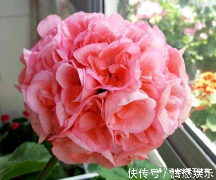 此款花便宜又好养,花色多还漂亮,养在家里生机勃勃,绚丽多彩