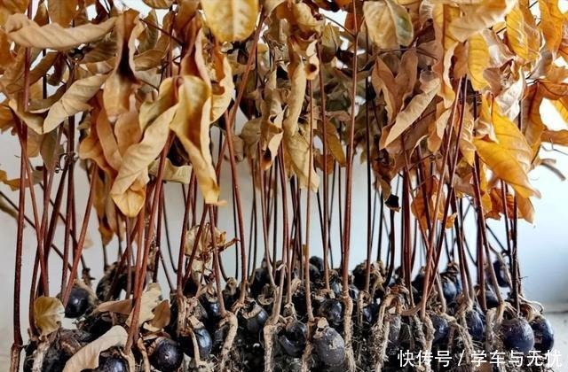 玉米掰一半,泡水里长成绿植,比花还美!