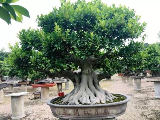 常用|榕树盆景怎么养到根冒枝壮造型美,盆景大咖常用的3种方法