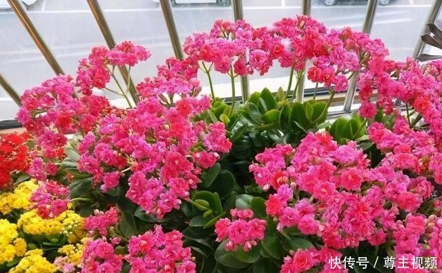 6种“热门”年宵花,个个喜庆吉利,雍容大气,颜值高,寓意好!