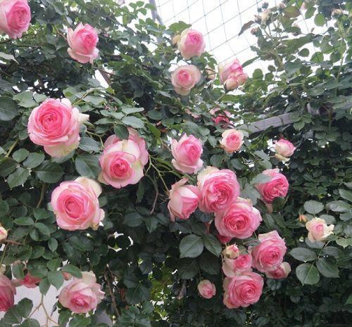 铁线莲|这些“大型花”无论多漂亮,眼馋也别买,没有大院子,买了白扔钱