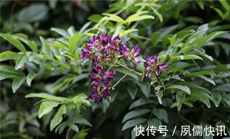 五味子|此花随风飘荡,在空中争奇斗艳,散发出浓郁的花香,象征着高洁