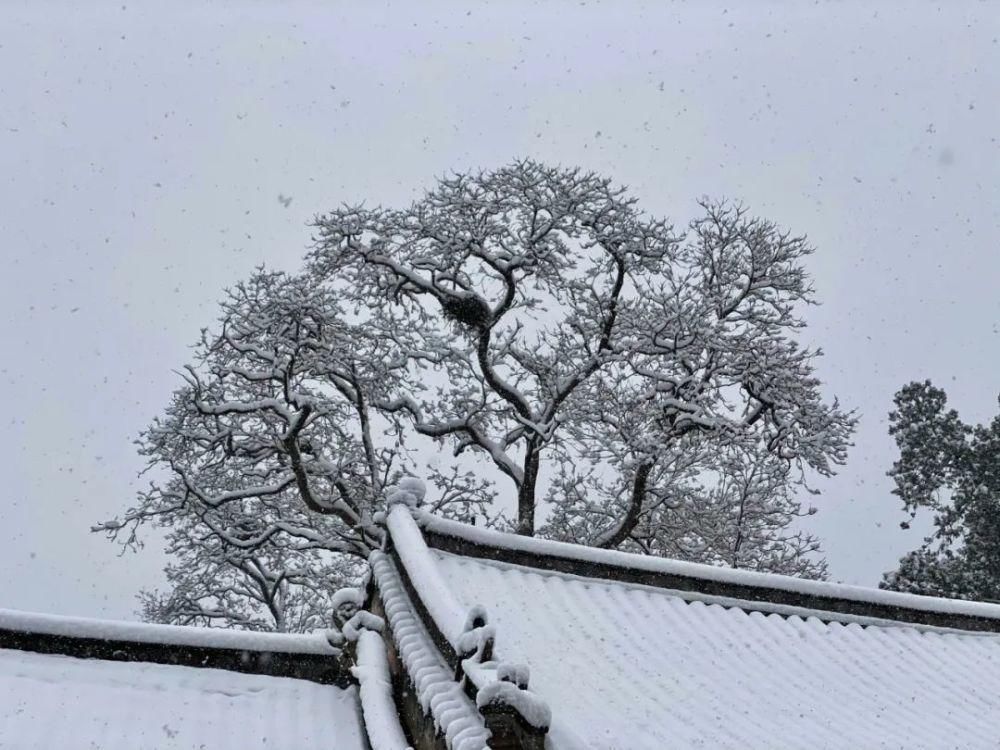 殊胜|雪少林，一场殊胜的相会