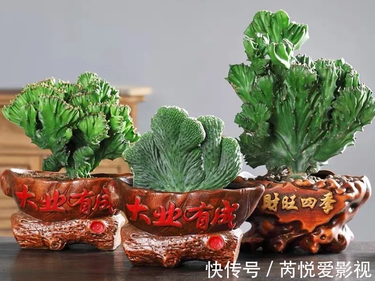 麒麟掌|建议爱花人:客厅养些“丑绿植”,好看是次要的,关键是寓意好