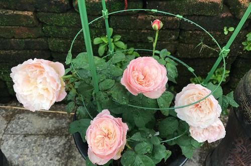  超高|5种公认难养的月季花，颜值超高却不敢轻易尝试，你养过几种？