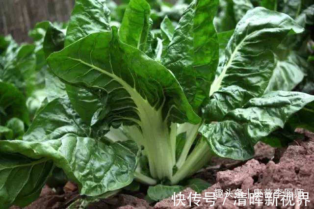 野菜|几种不起眼的野菜，坚持常吃，预防感冒，消除疲劳，排毒养颜