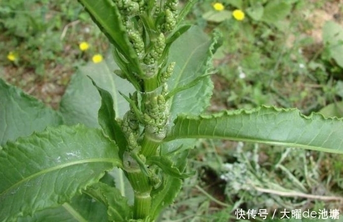 农村|农村一种比醋都酸的野草,人称“山大王”,是好药材见着得珍惜