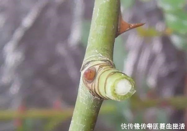 枝条|家庭月季花“剪枝”有窍门,定期修剪枝条,开花才会越开越多!