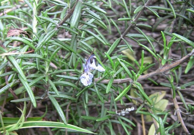 野草|农村一野草，老人拿它洗头发，价值珍贵，能遇到是走狗屎运