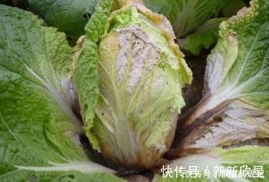 白菜|天然“止咳药”发现了,家家厨房都有的特效药,治疗感冒,防咳嗽