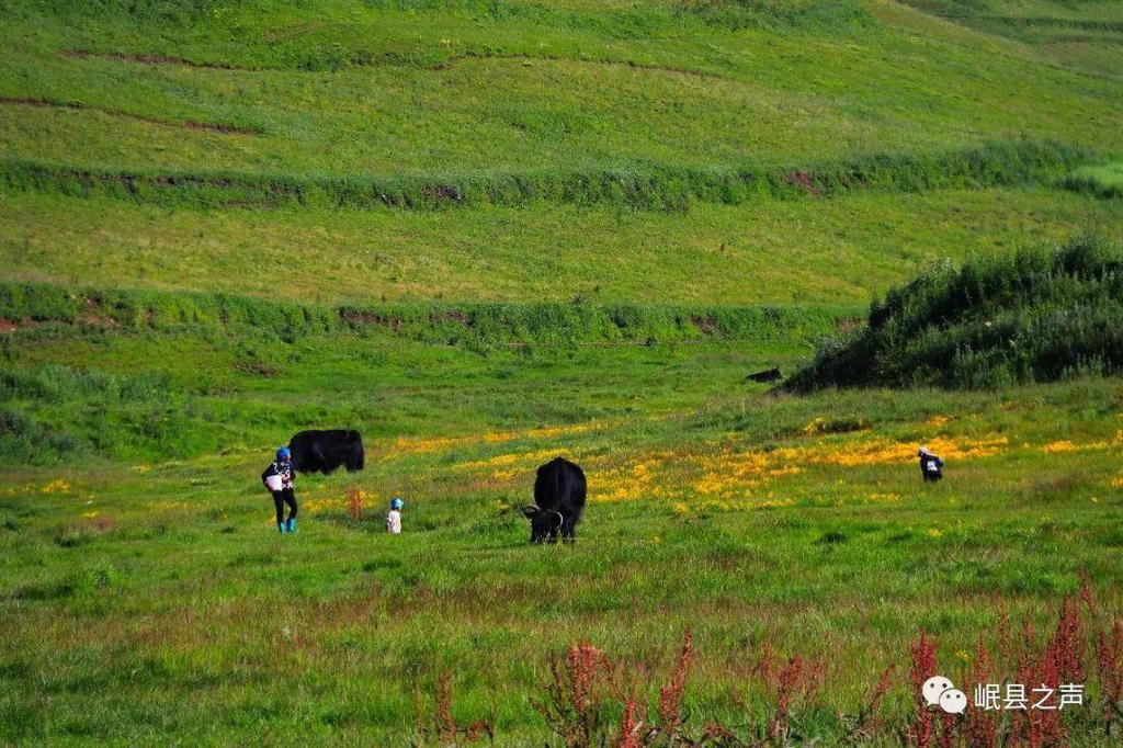 岷县的春夏秋冬，看不够！