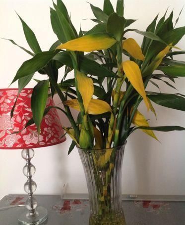  盆栽植物|花卉盆栽买回来，一定注意此几个细节