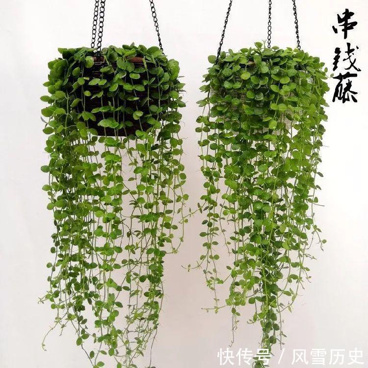 叶片|八种命里带“钱”的植物,家里养一盆,招财又旺运,你家养了几种