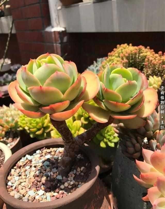 养多肉碧桃,不能宠着它,加点老树皮,养出果冻色