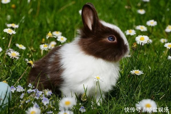 属兔|惹不起“生肖兔”若出生在这两个季节，命好的连老天爷都眼红