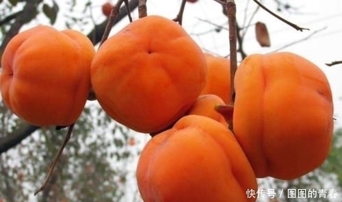名字中带“子”的水果,拿出5包辣条,猜你只想到了桃子