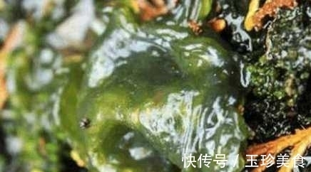 夜盲|农村人都在吃的野菜 可治疗老人痴呆症 目赤 夜盲